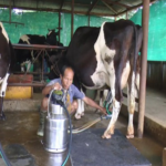 milk dairy