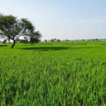agriculture land